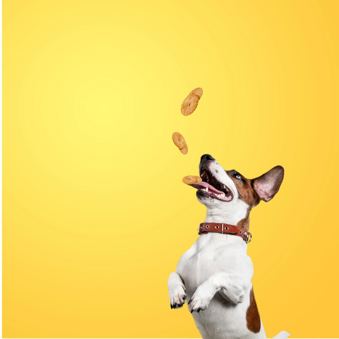 Dog Products